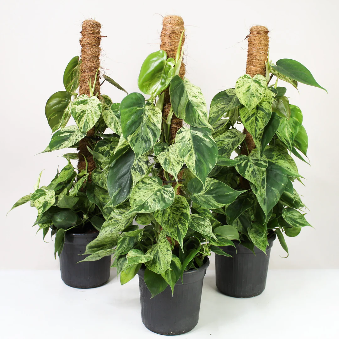 Philodendron Hederaceum Var Oxycardium Variegata Best Plants And Philodendron Hederaceum Var Oxycardium Variegata Best Plants And