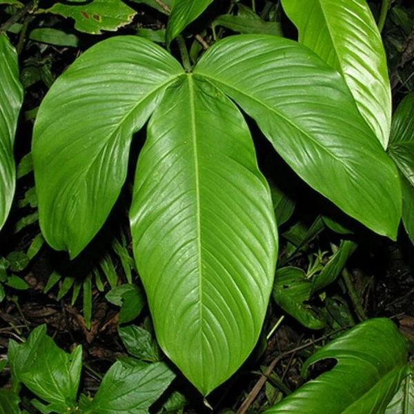 Philodendron tripartitum levél nélküli vágott dugvány