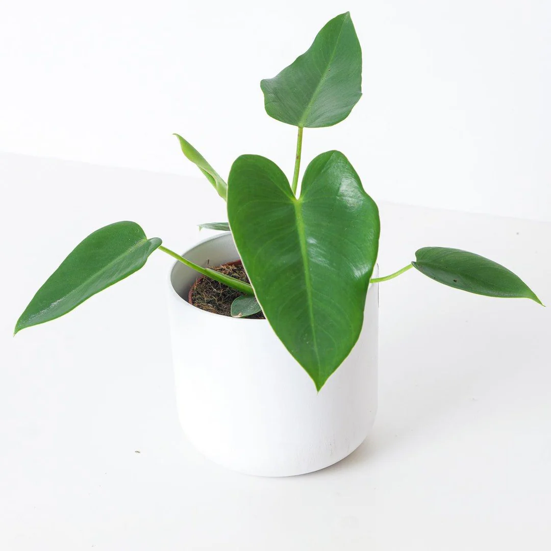 Philodendron corovadensis levél nélküli vágott dugvány