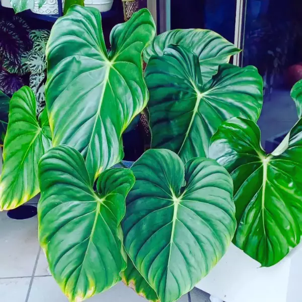 Philodendron pastazanum vágott dugvány levél nélkül