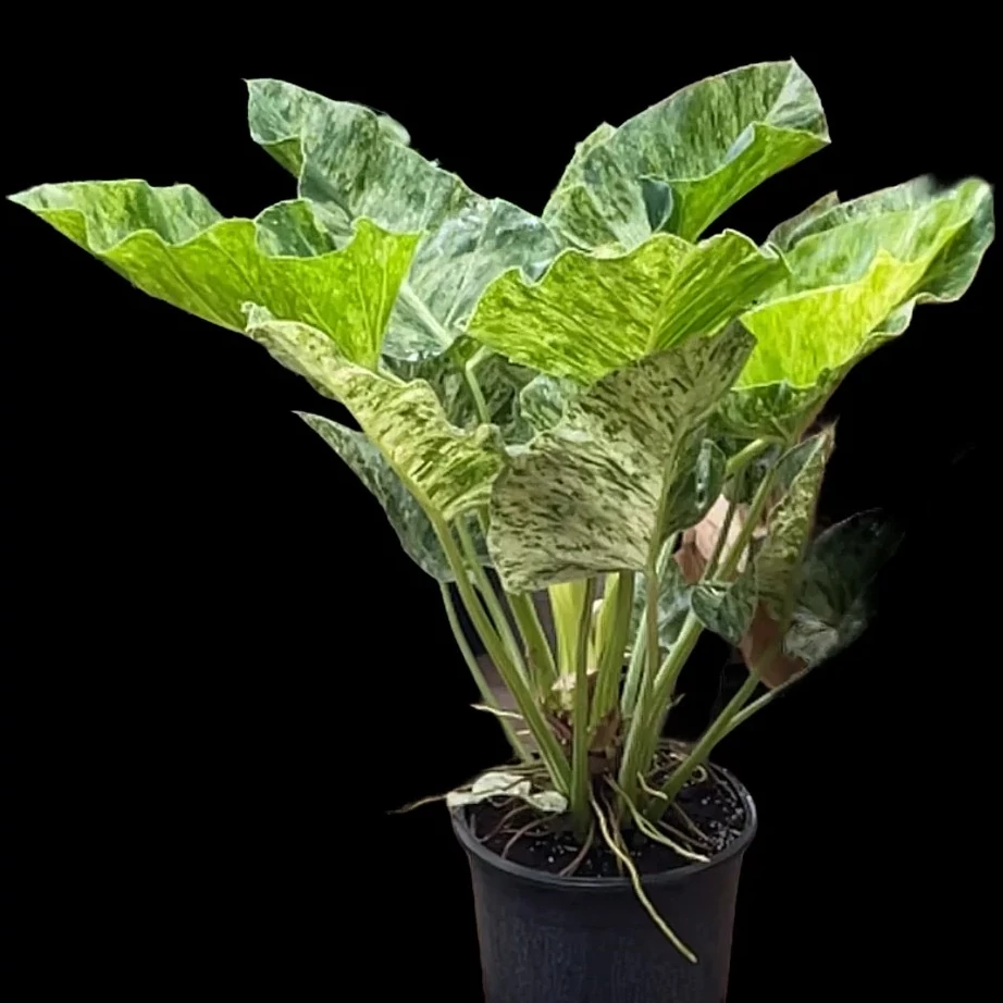 Philodendron giganteum marble 'Variegata'