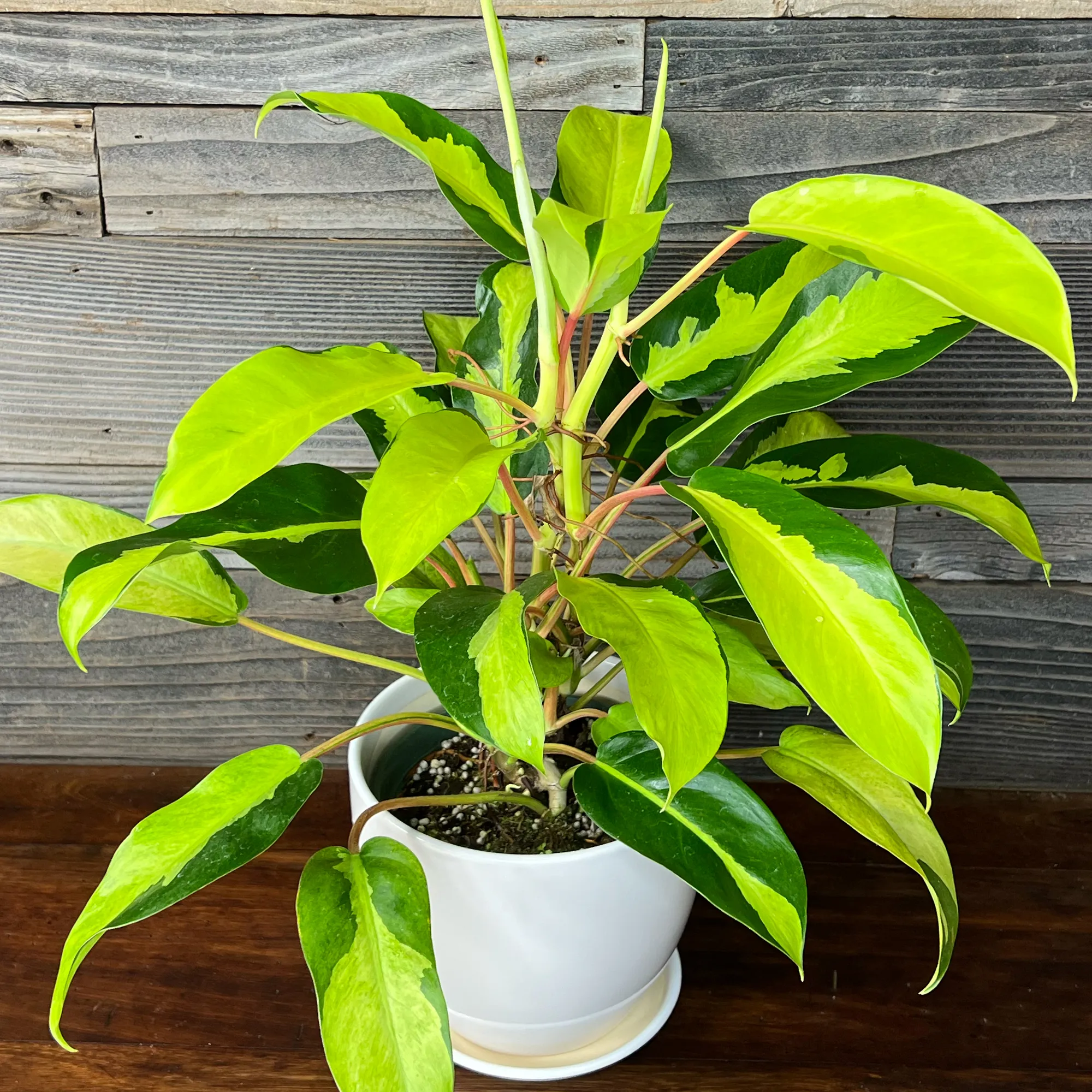 Philodendron 'Thai Sunrise'