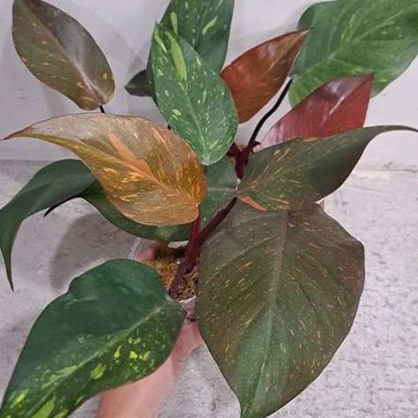 Philodendron 'Orange Princess' (sp. 'Sunspot')