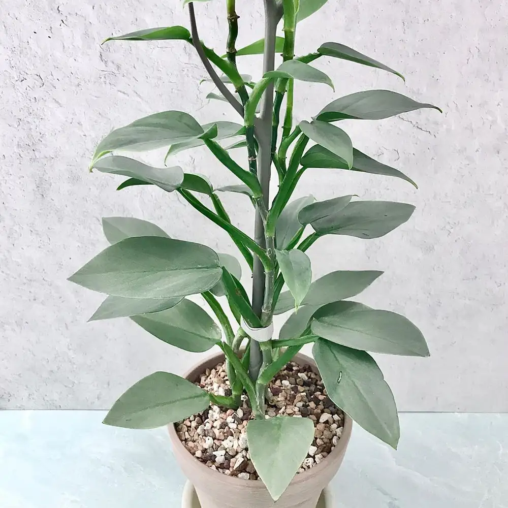 Philodendron 'Silver Sword'
