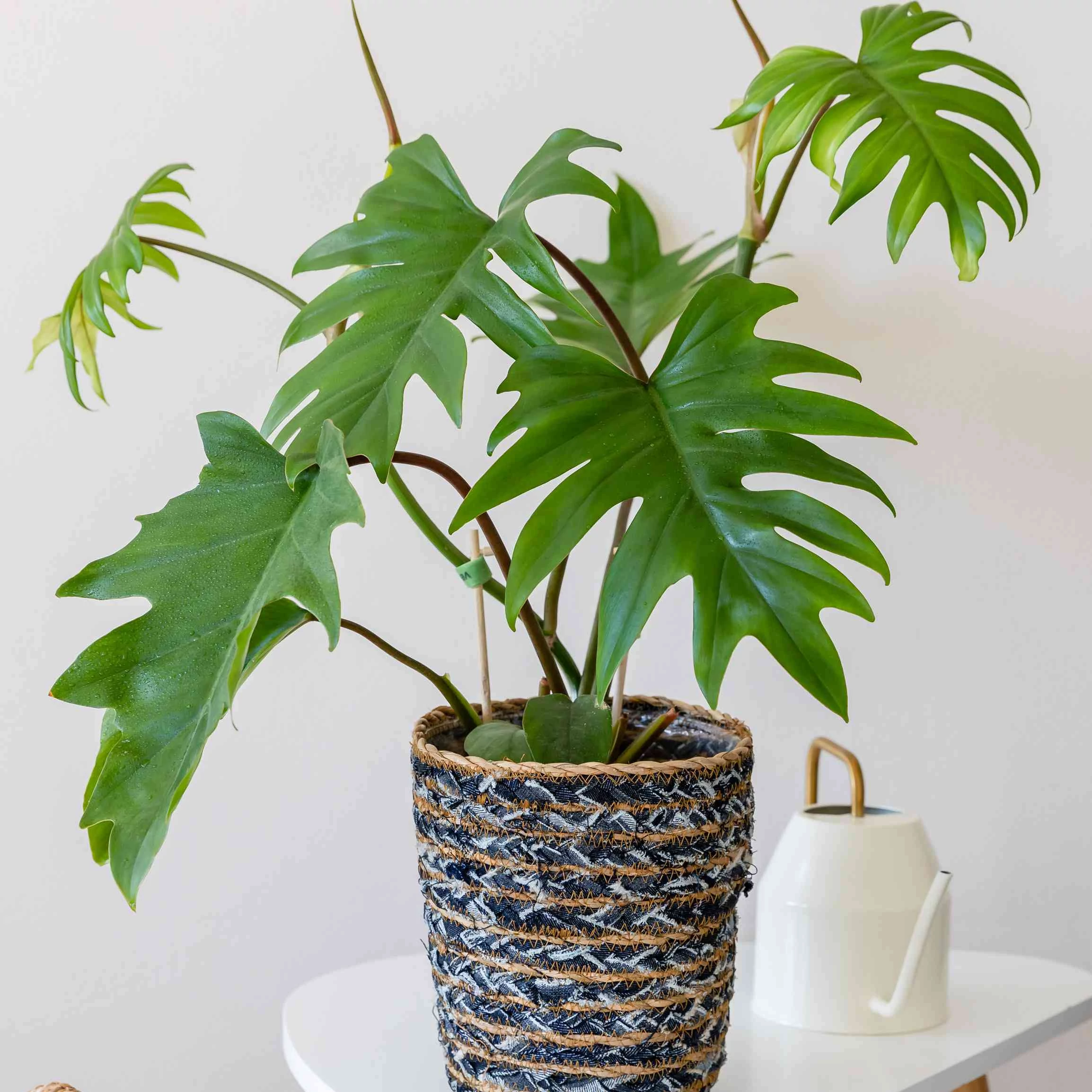 Philodendron mayoi levél nélküli vágott dugvány