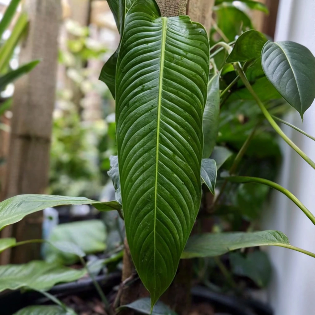 Philodendron heterocraspedon levél nélküli vágott dugvány