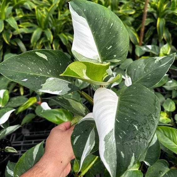 Philodendron 'White Princess'