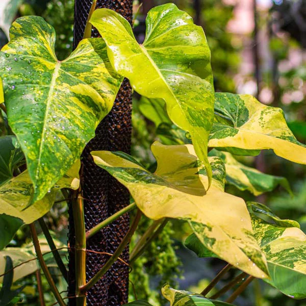 Philodendron domesticum variegata