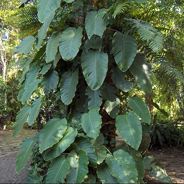 Rhaphidophora megaphylla