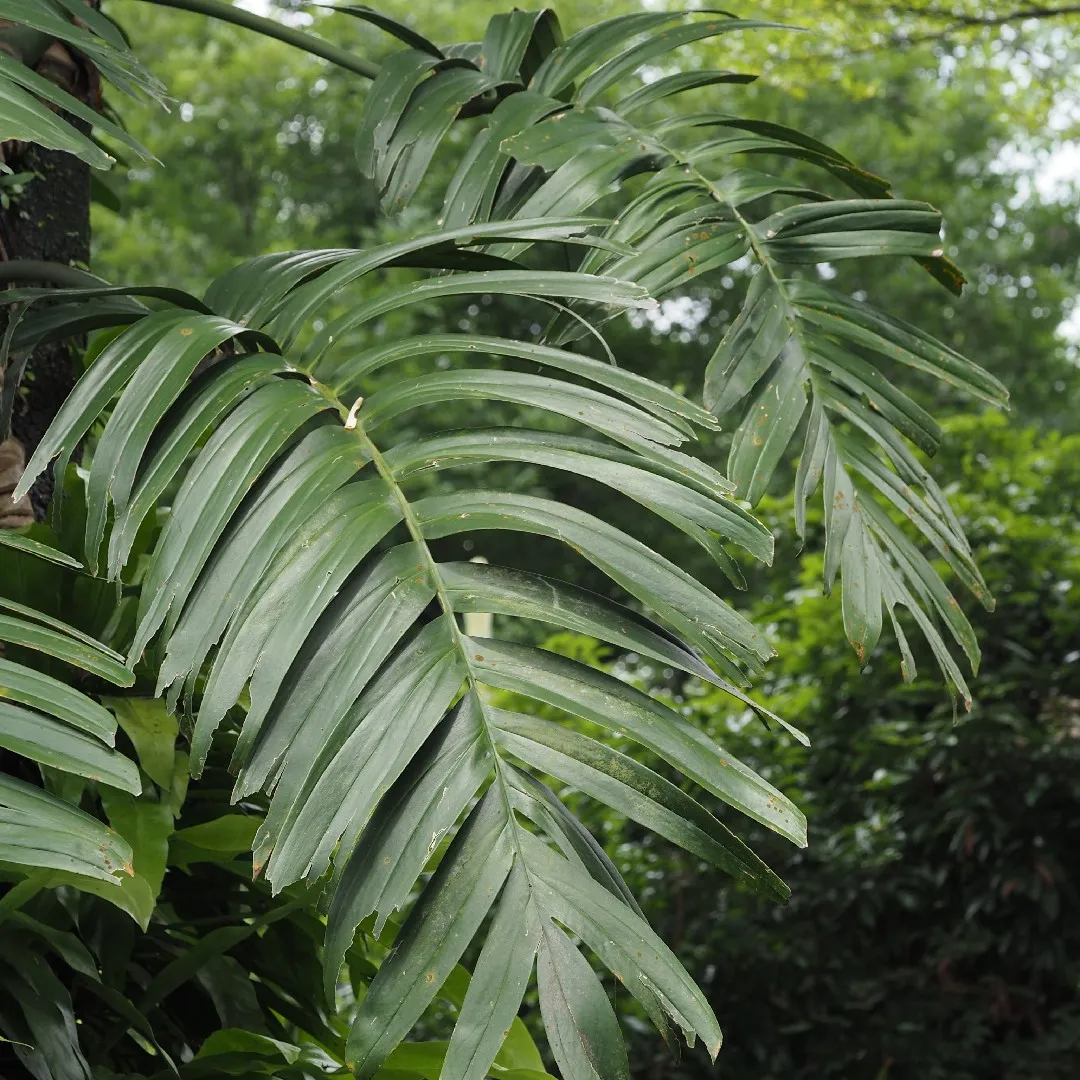 Rhaphidophora decursiva