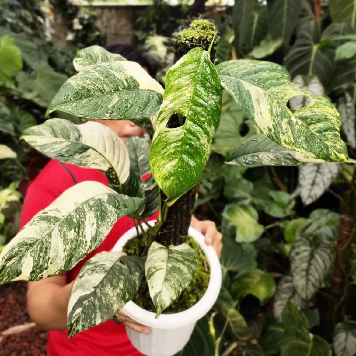 Rhaphidophora puberula 'Variegata'