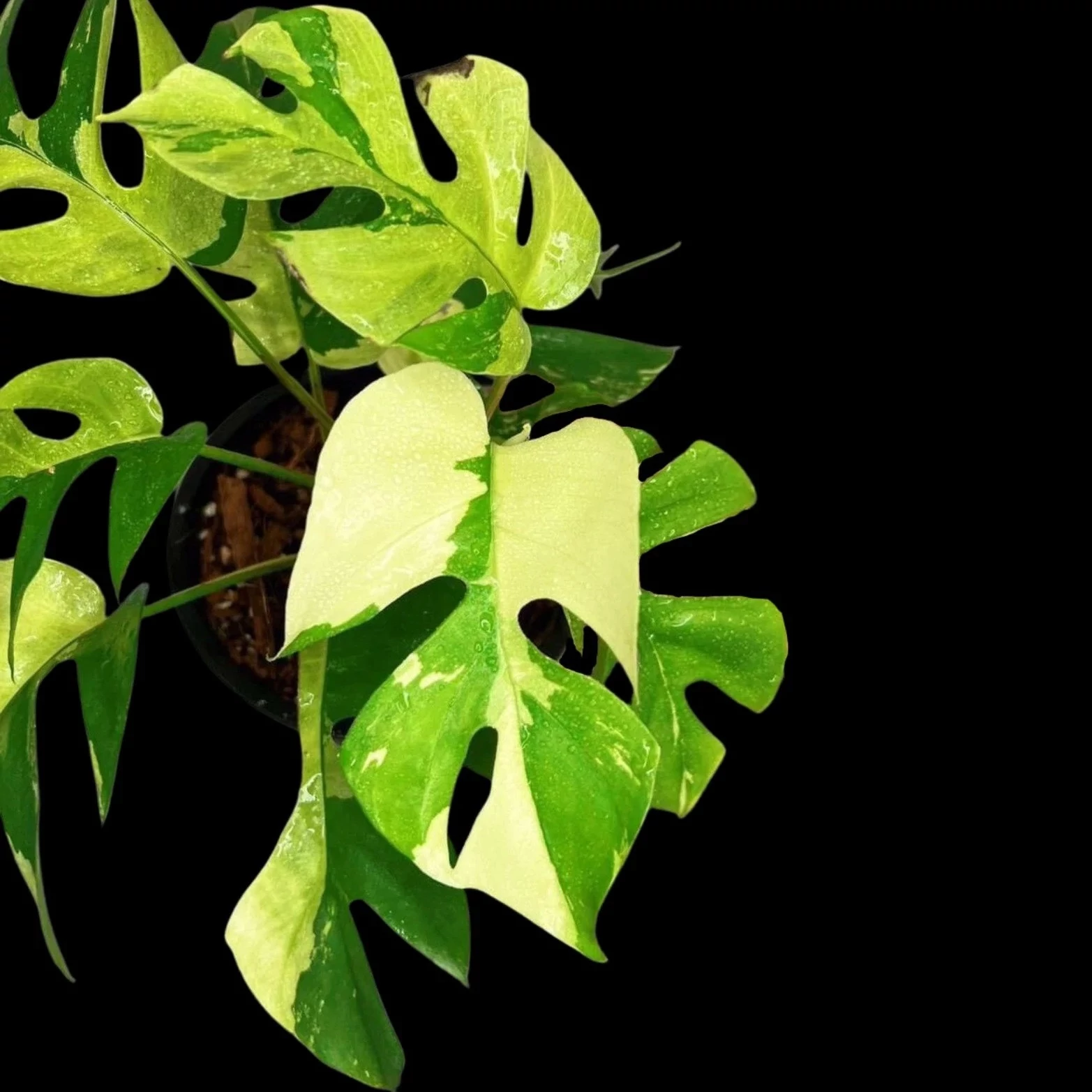 Rhaphidophora tetrasperma 'Variegata'