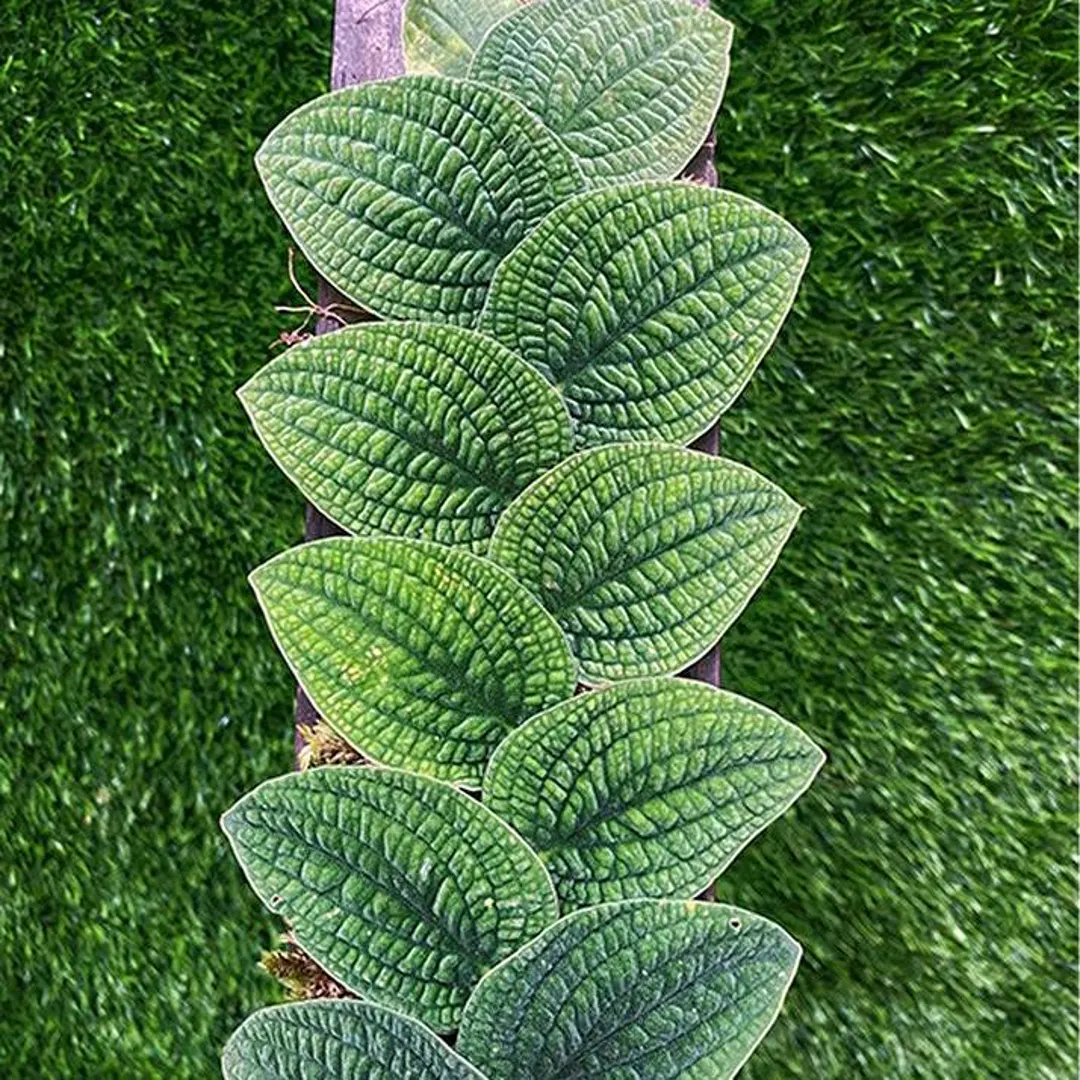 Rhaphidophora tenuis silver