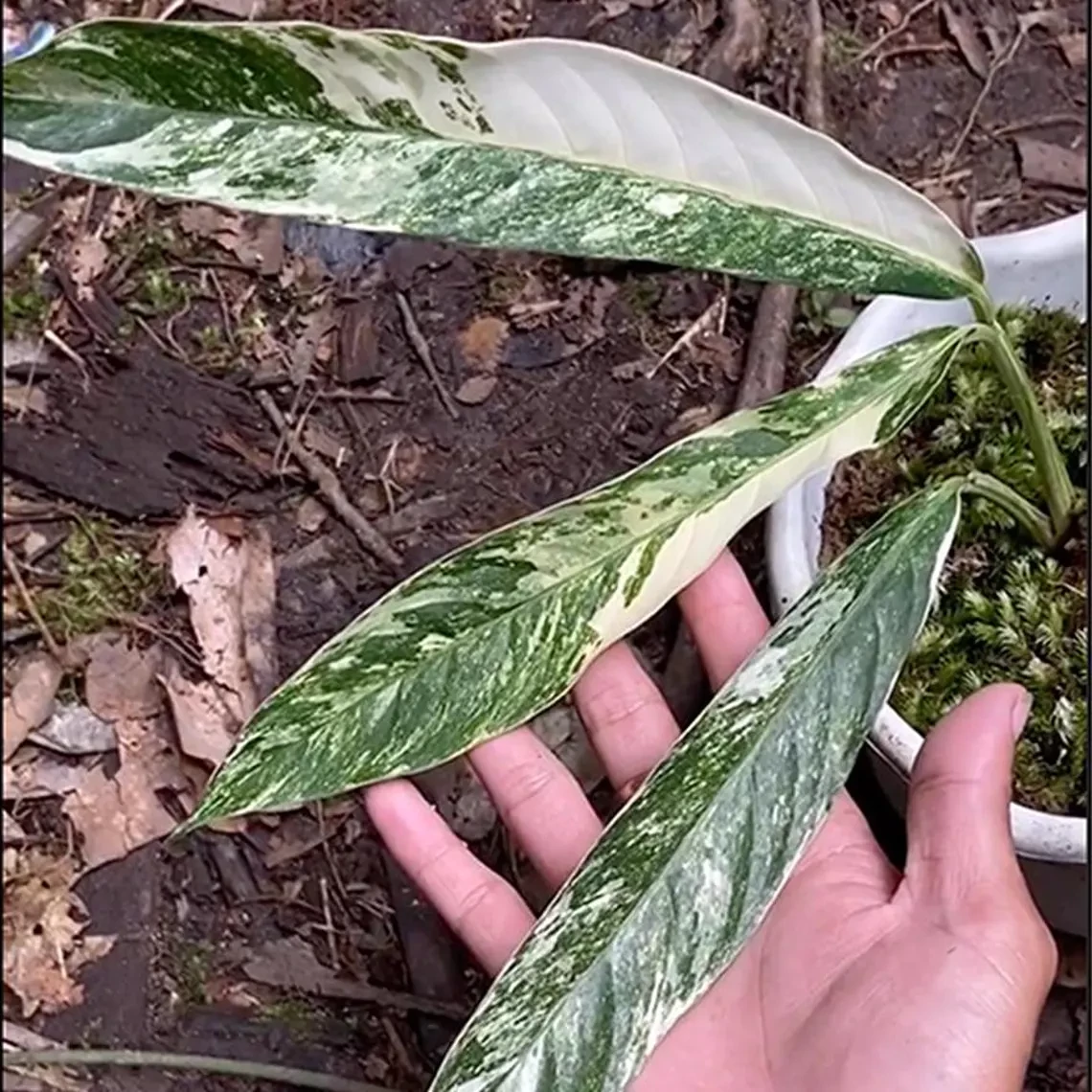 Rhaphidophora megasperma 'Variegata'