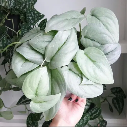 Scindapsus 'Silver Hero'  két növény/cserép