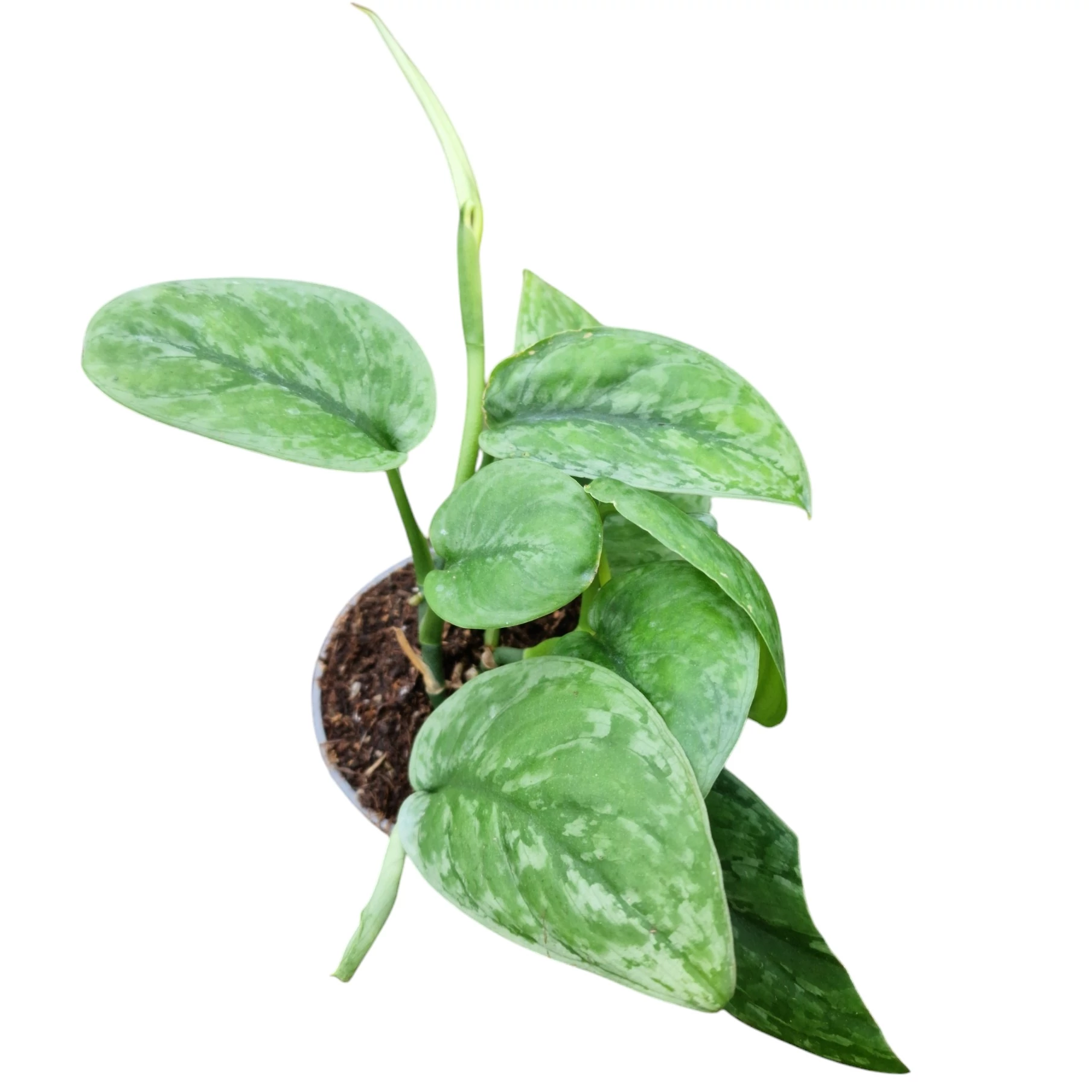 Scindapsus sp. 'Kalimantan Green'