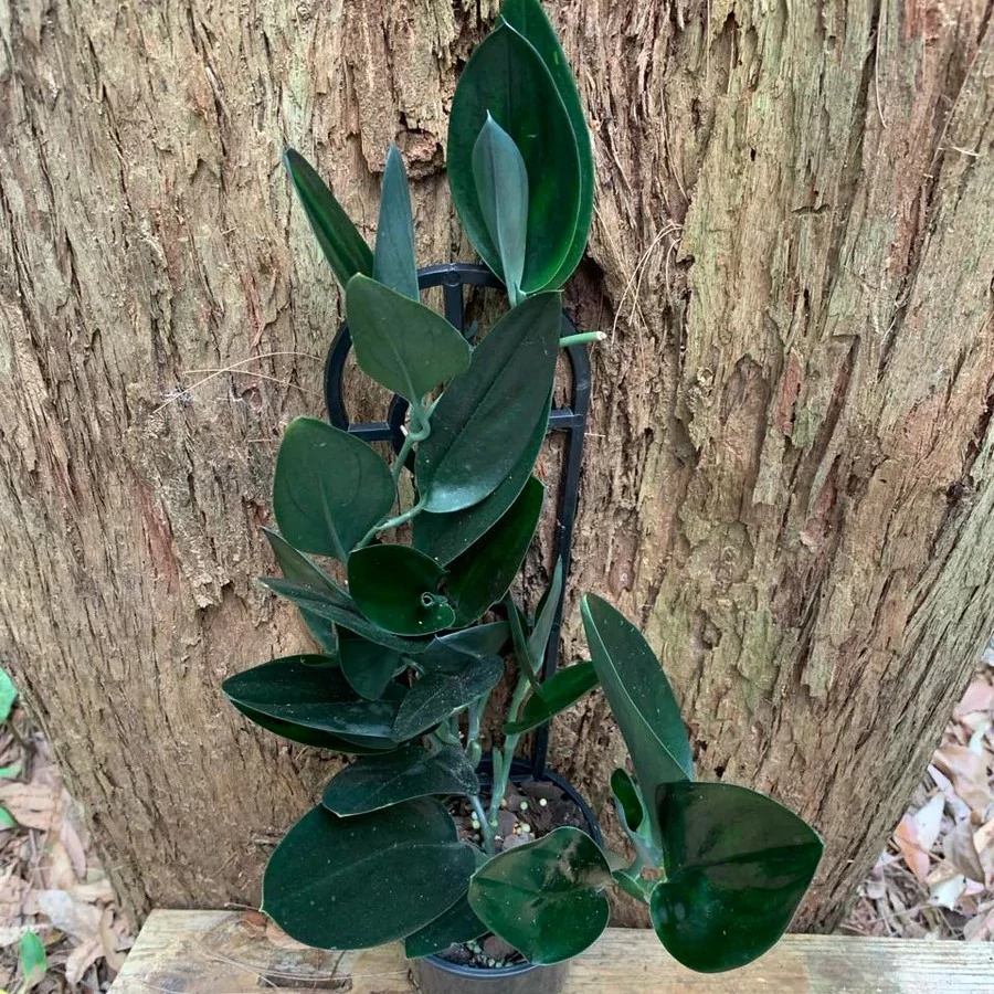 Scindapsus treubii 'Dark Form'