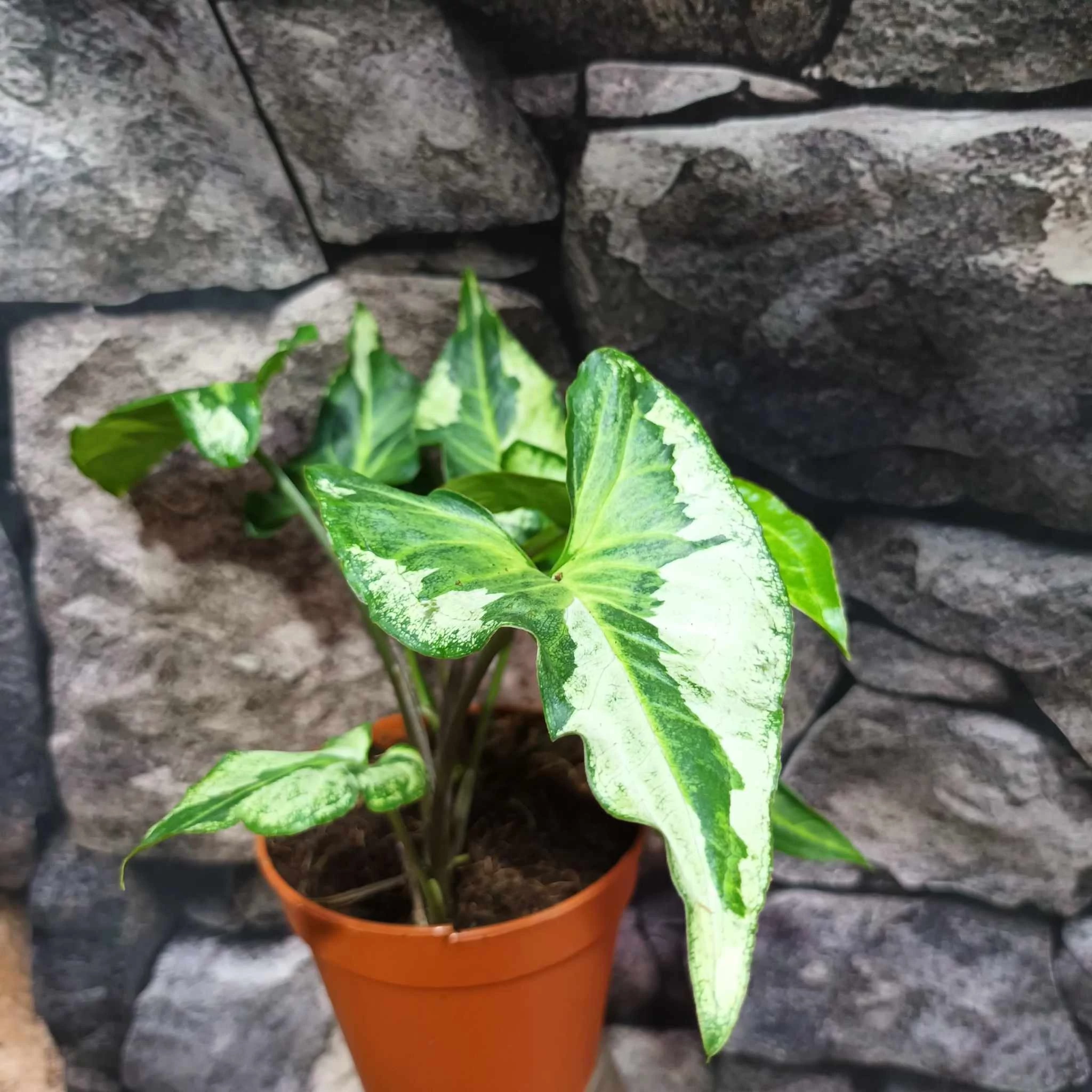 Syngonium 'Three Kings'