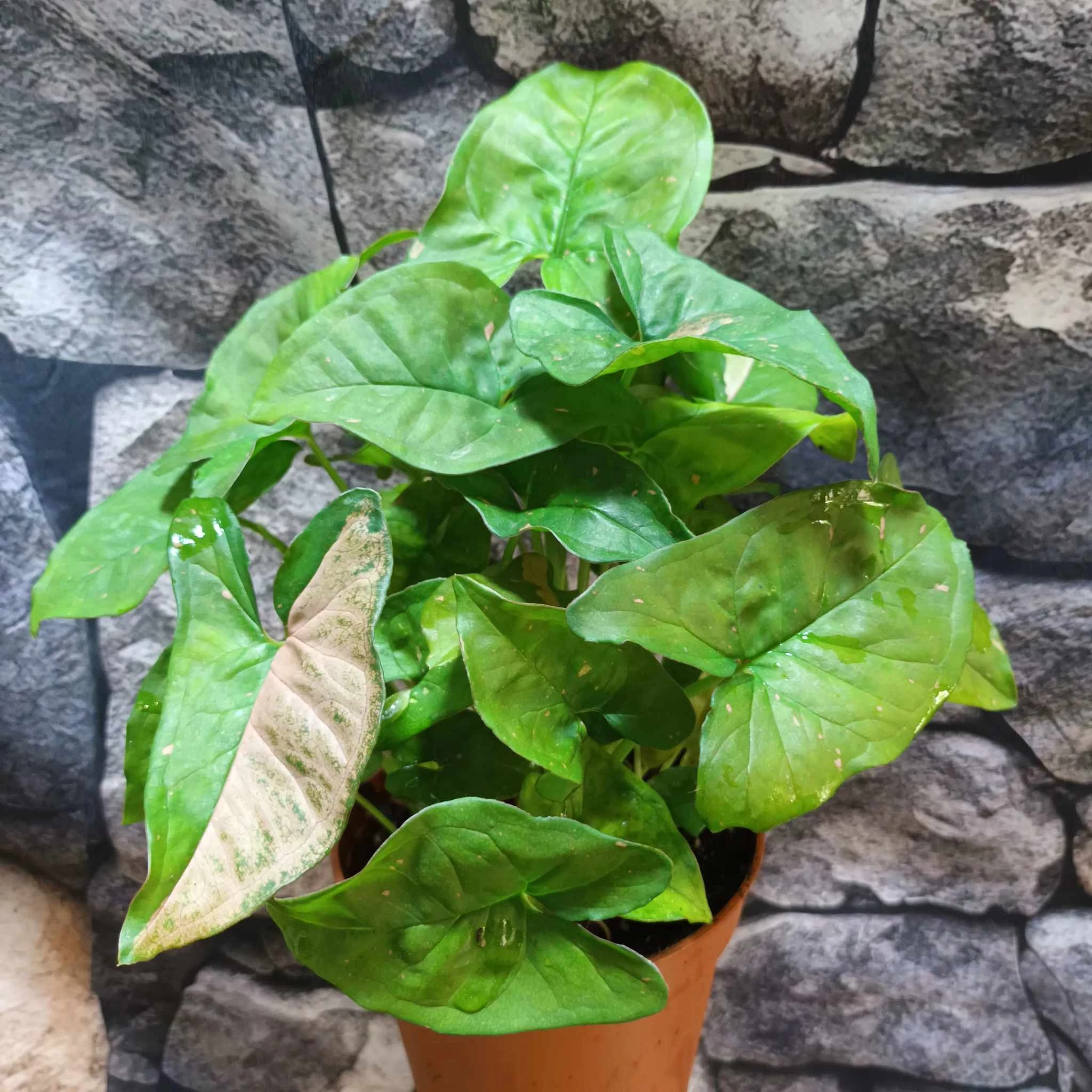 Syngonium 'Pink Splash Allusion'