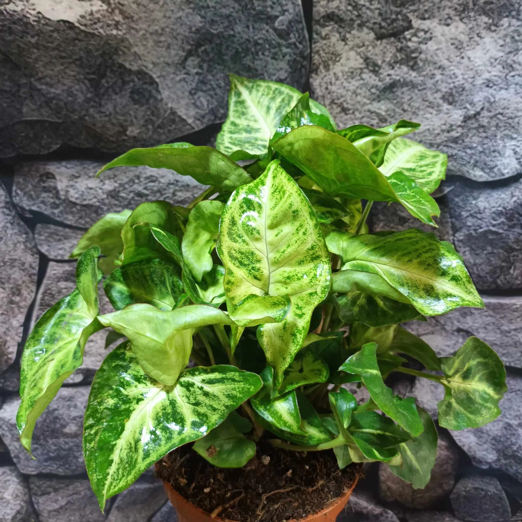 Syngonium Arrow