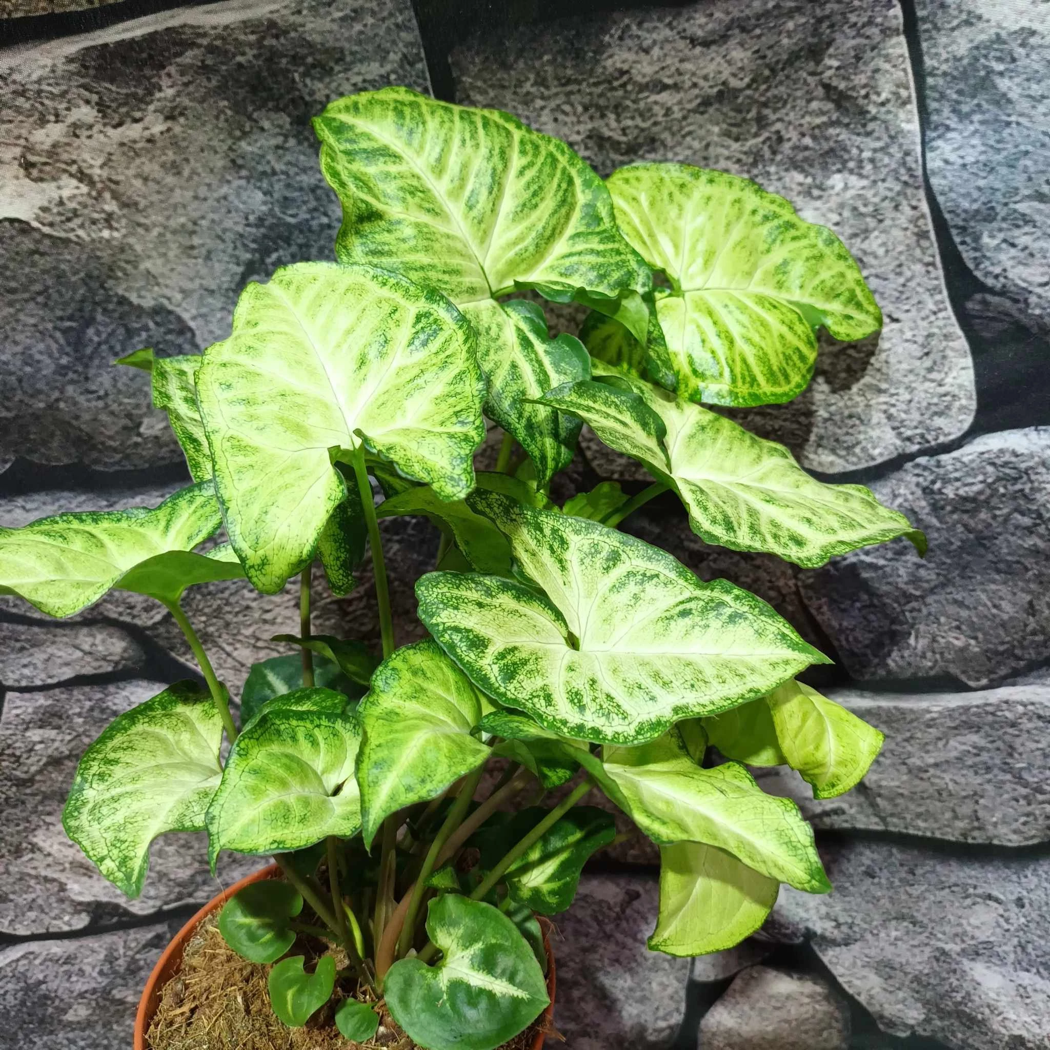 Syngonium 'White Butterfly'