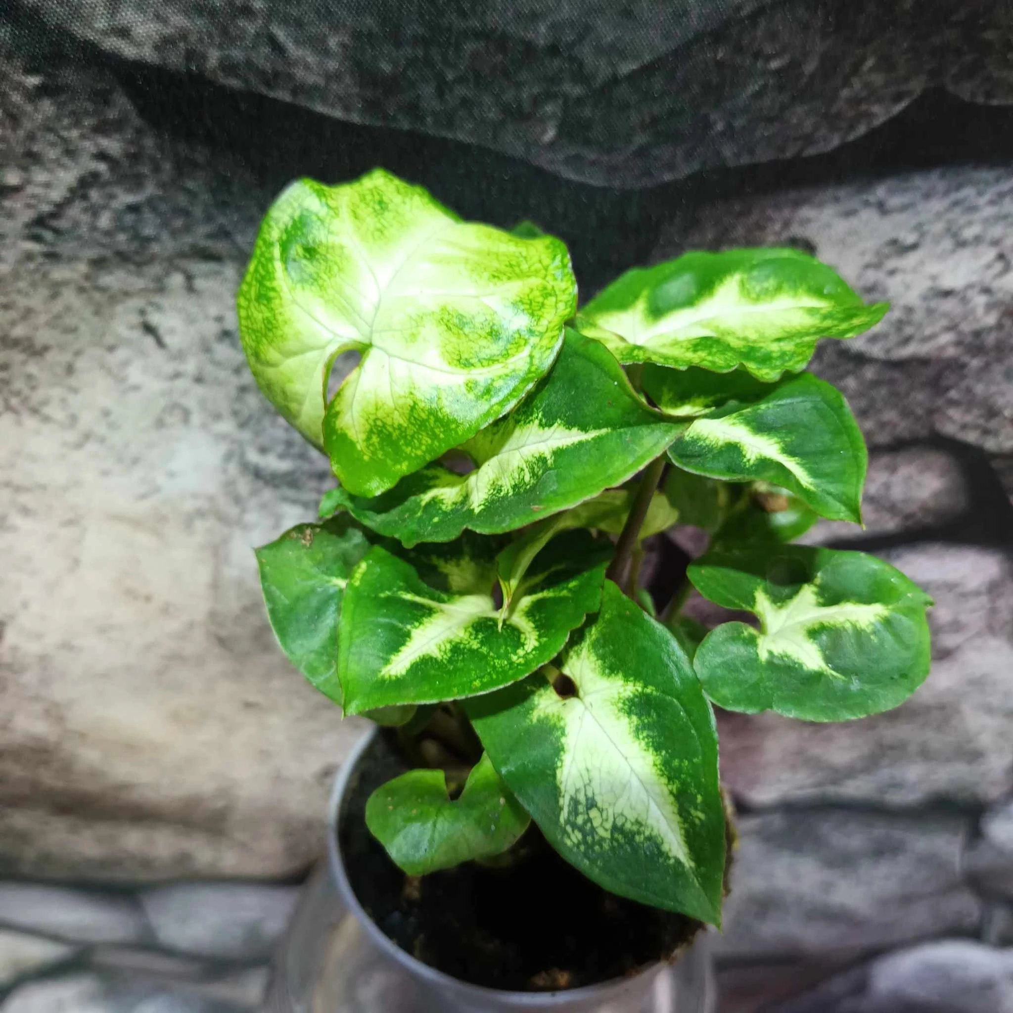 Syngonium 'Pixie'