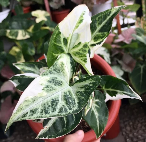 Syngonium T25
