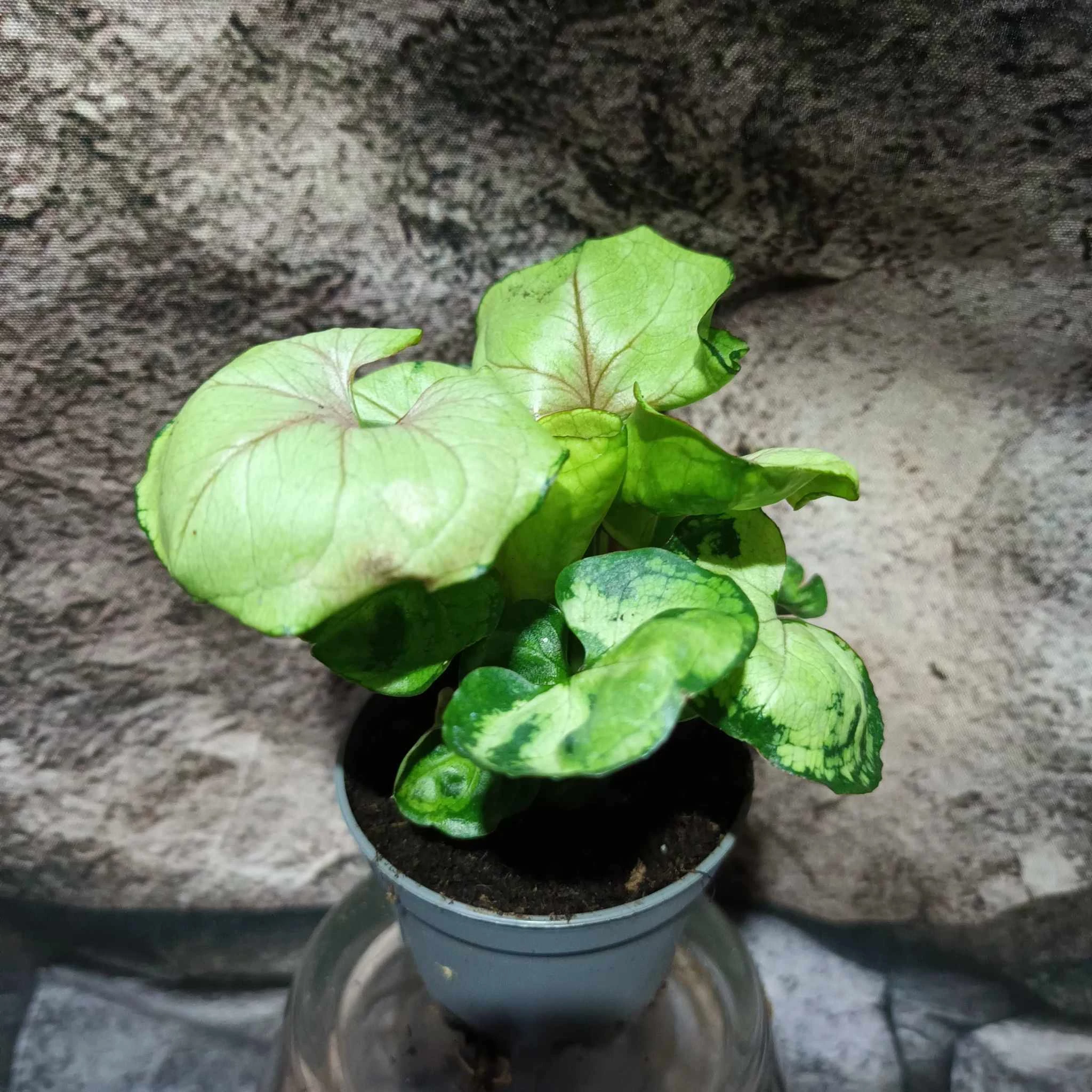Syngonium podophyllum 'Roxanne'