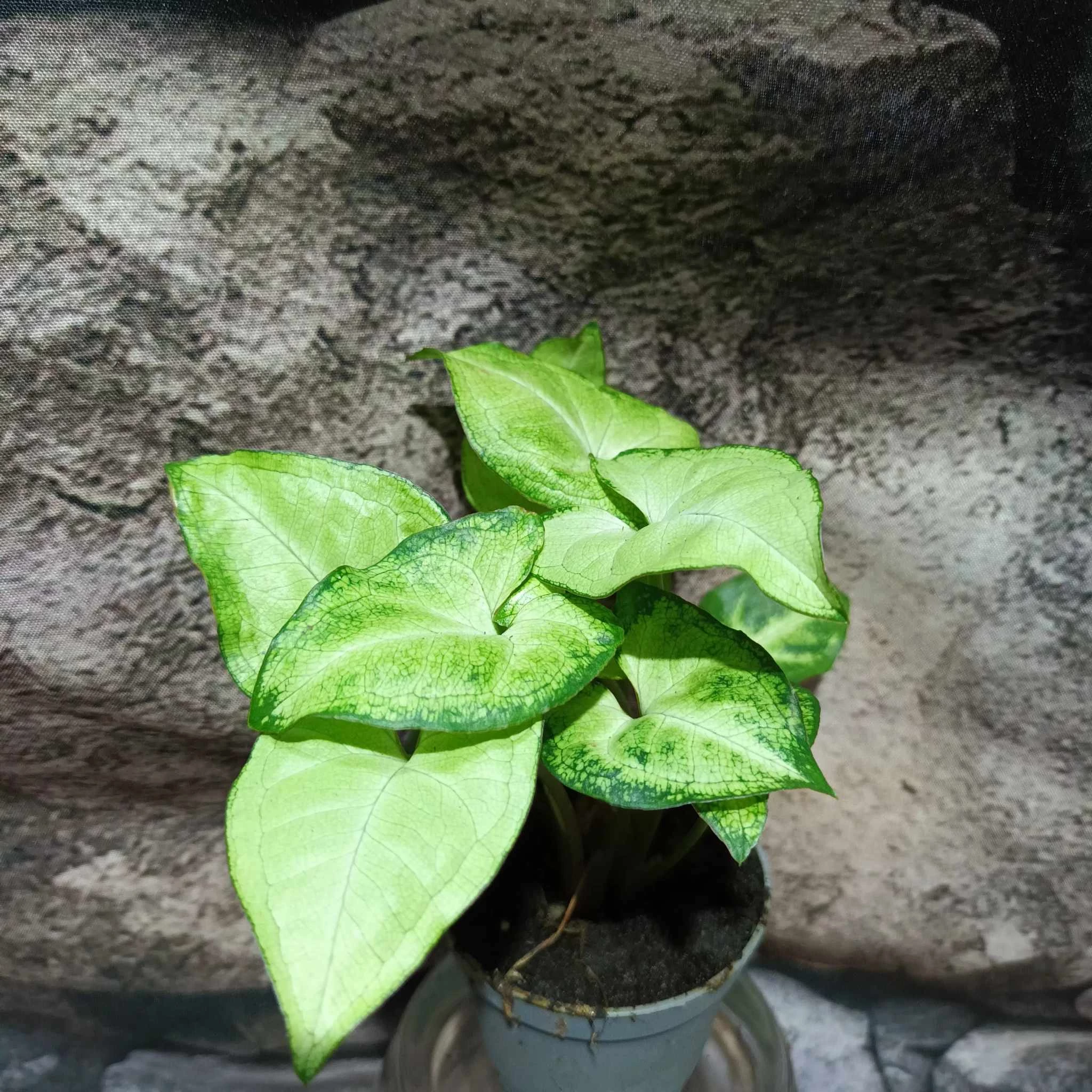 Syngonium 'White Butterfly'