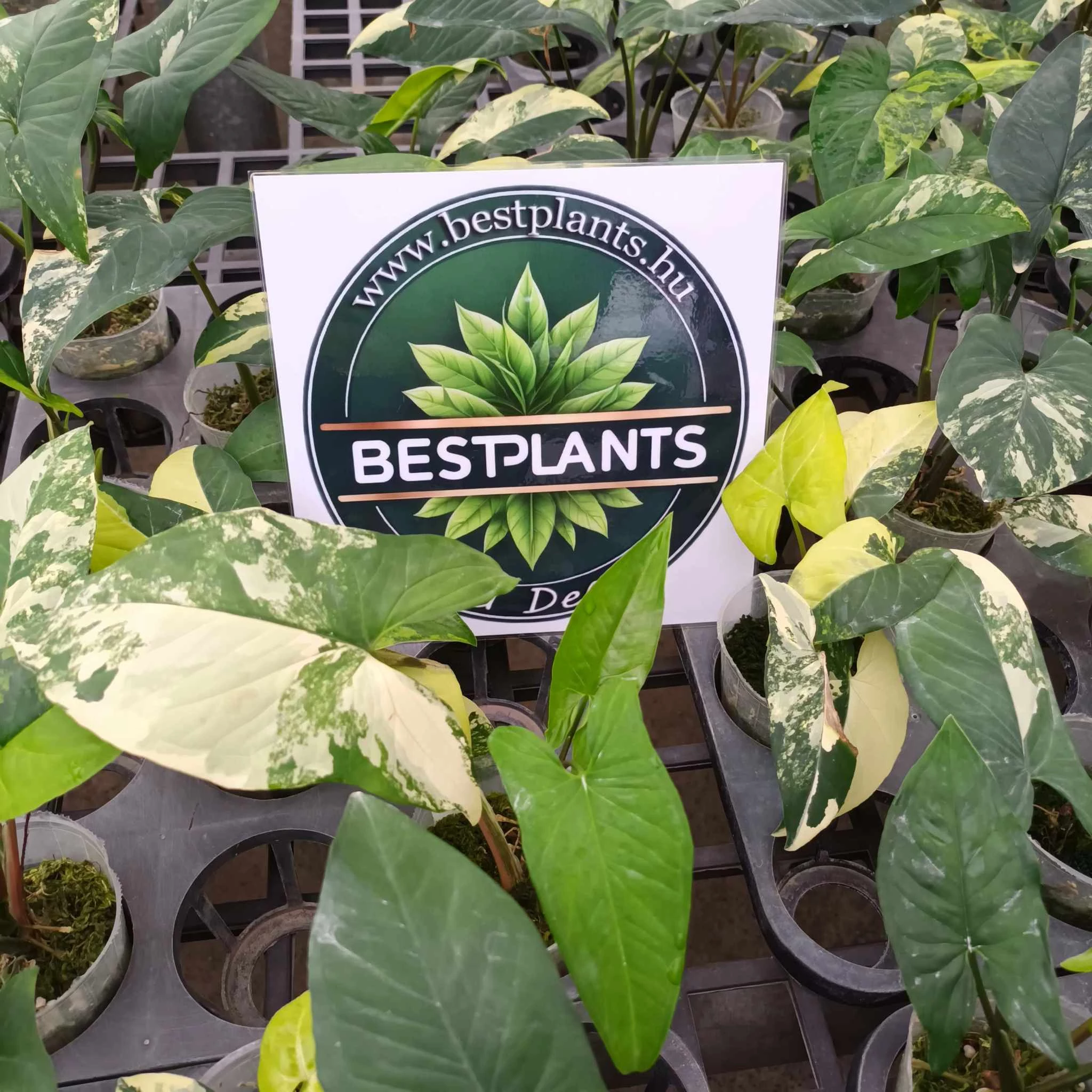 Syngonium podophyllum 'Aurea'