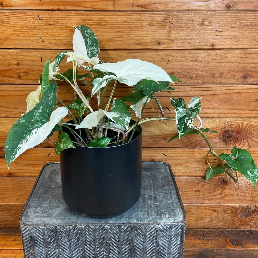 Syngonium podophyllum albo 'Variegata' levél nélküli vágott dugvány