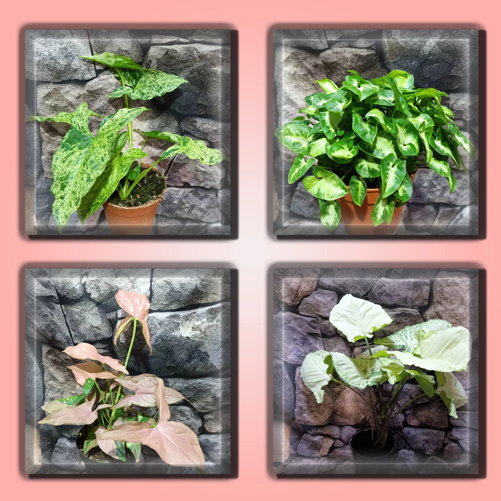 Syngonium csomag #1 (4 féle növény a csomagban, kedvezőbb áron)
