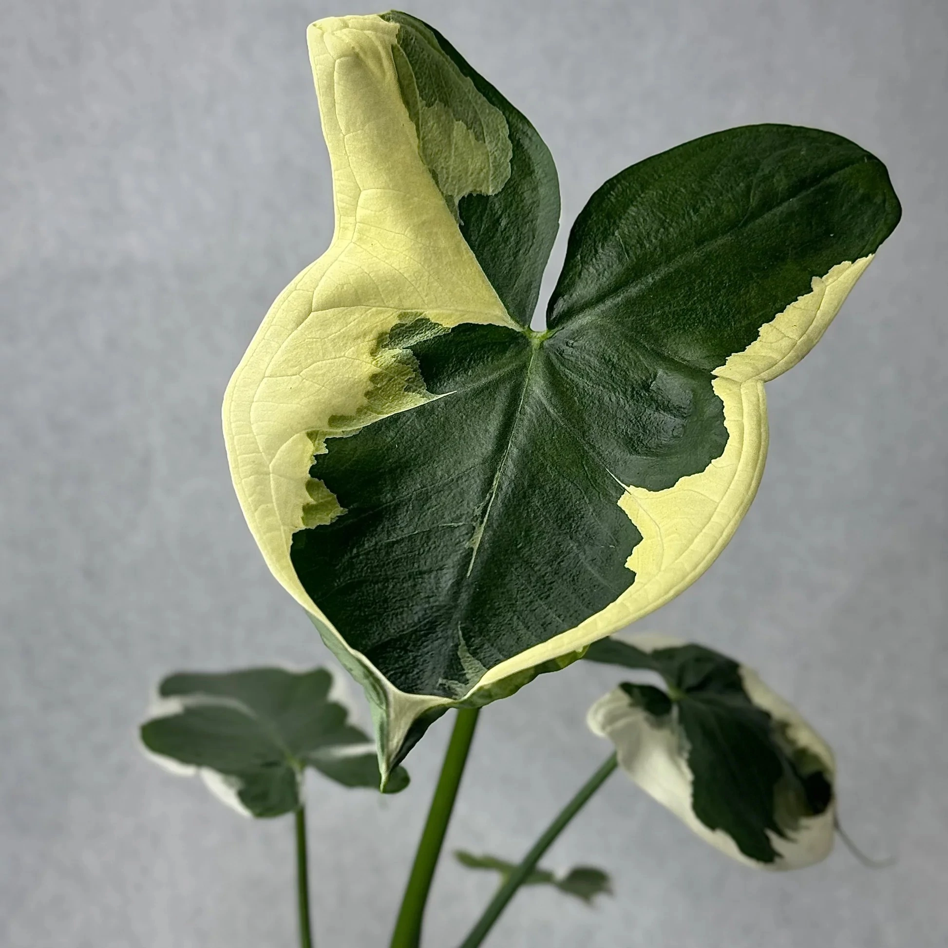 Xanthosoma sagittifolium 'Mickey Mouse'