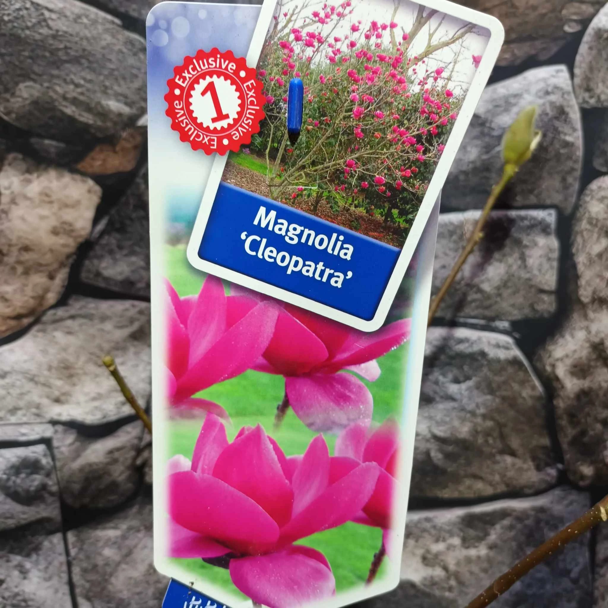 Magnólia 'Cleopatra' / bíborlila liliomfa