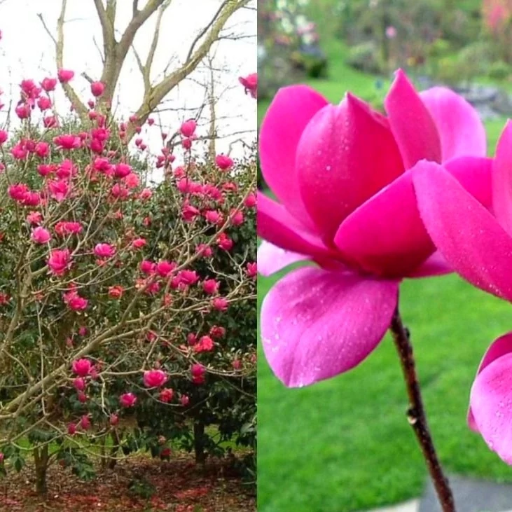 Magnolia 'Cleopatra' / bíborlila liliomfa