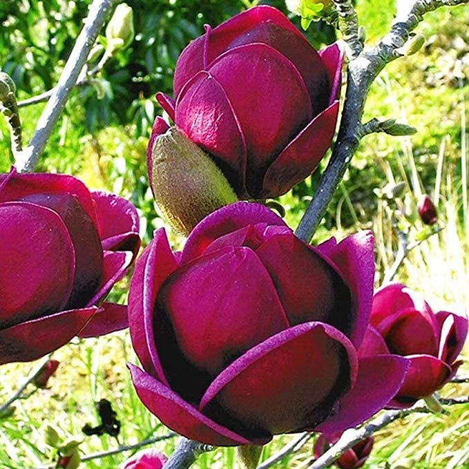 Magnolia 'Genie' / bíborpiros liliomfa