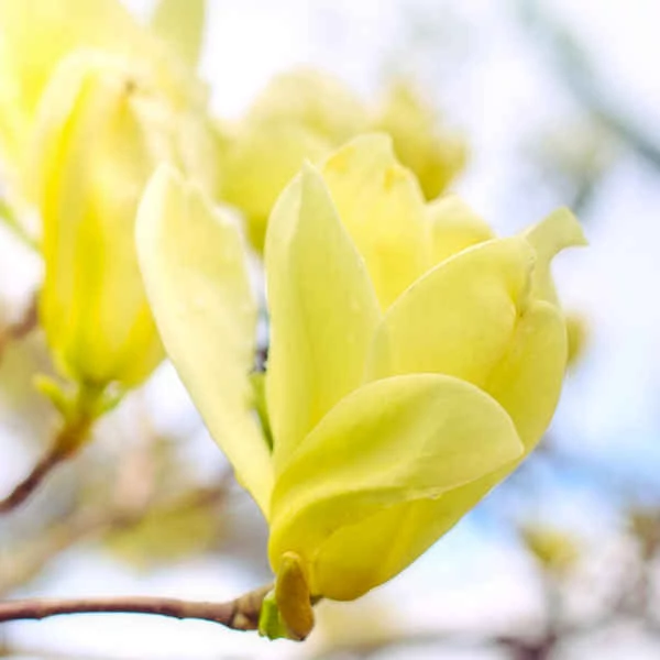 Magnolia 'Yellow Lantern' - sárga virágú liliomfa