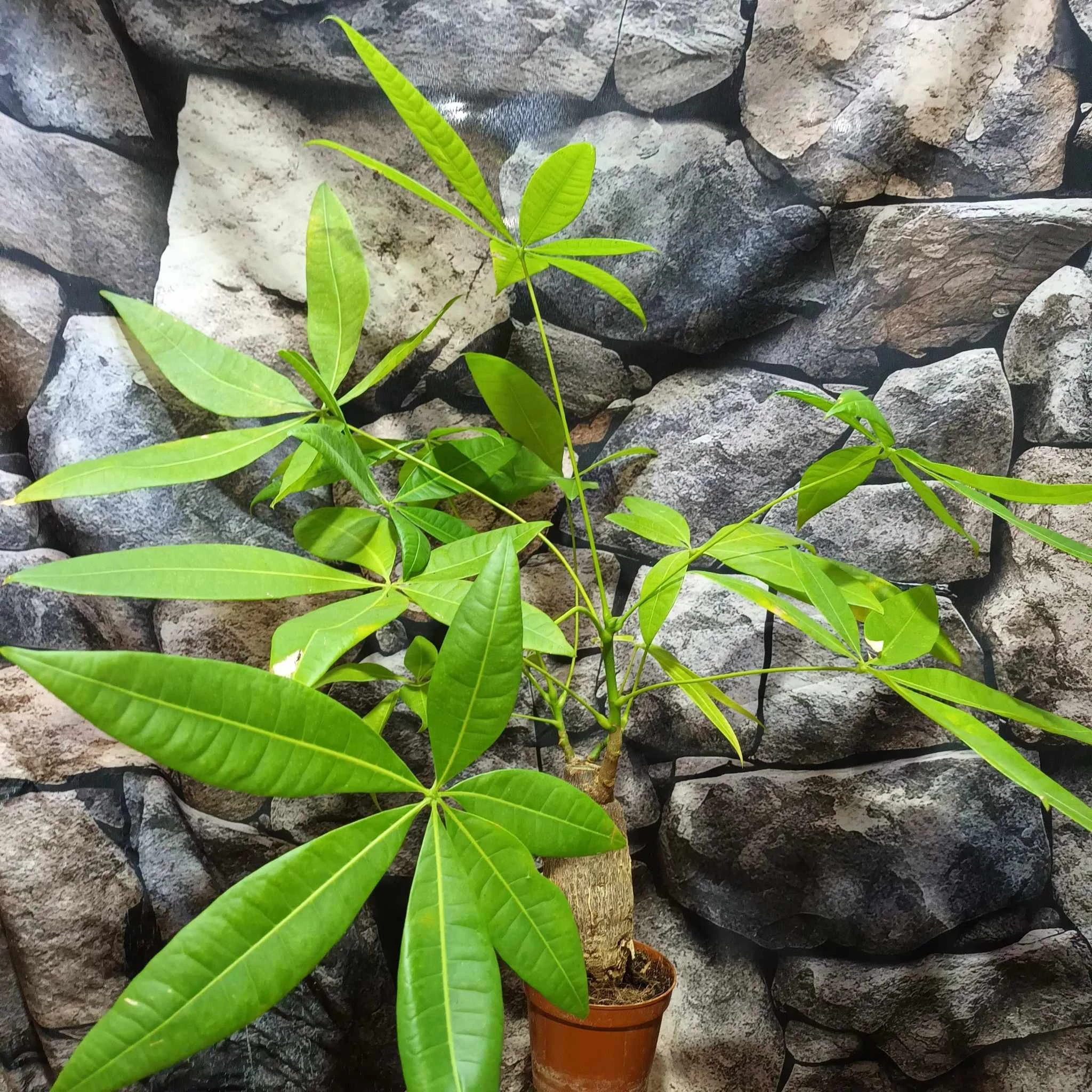 Pachira aquatica - vadkakaó