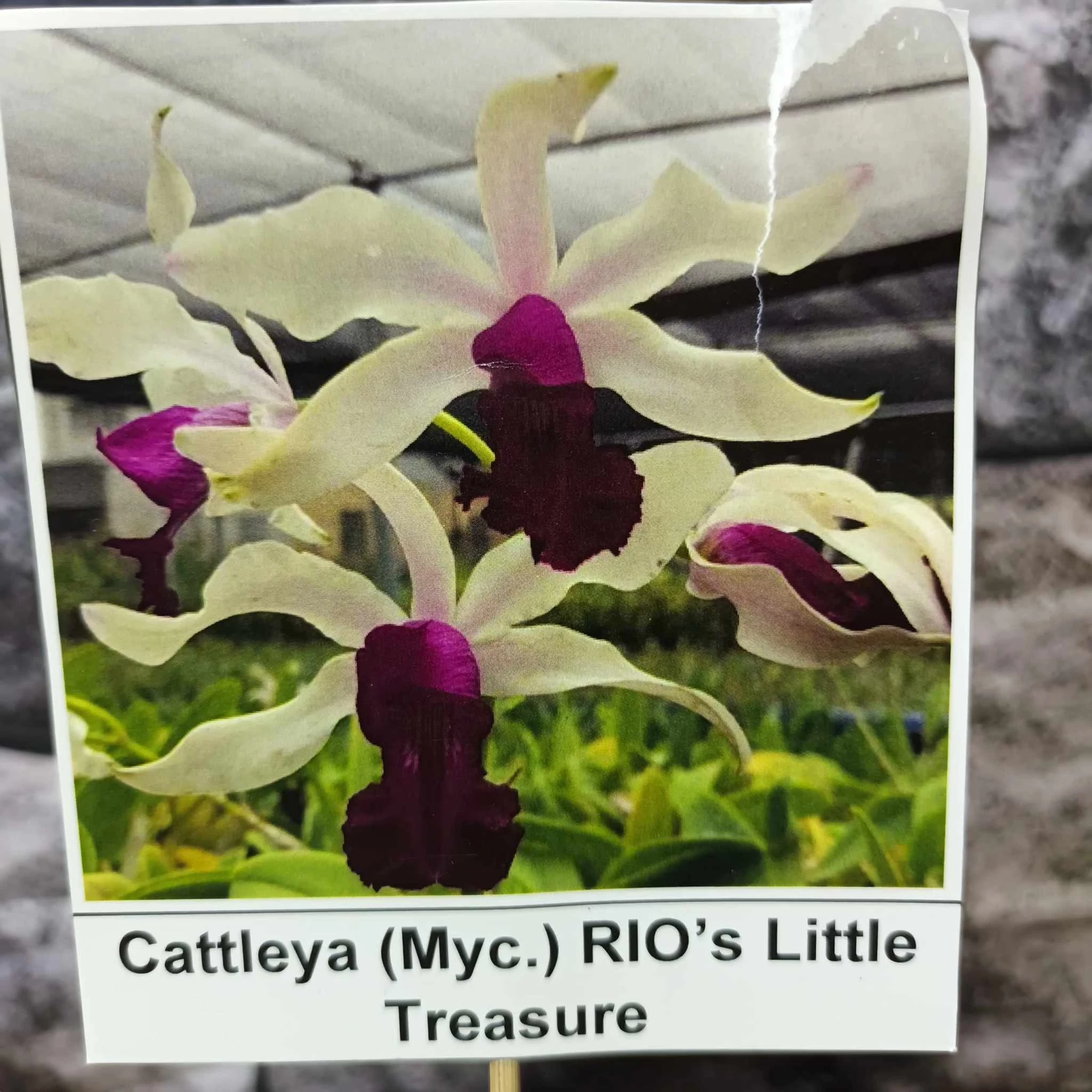 Cattleya (MYC) Rios Little Treasure