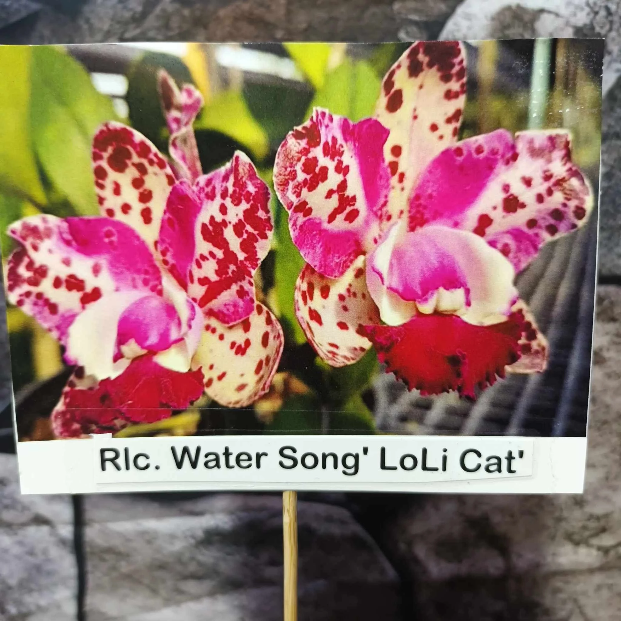 Rlc. Water Song 'Loli Cat'
