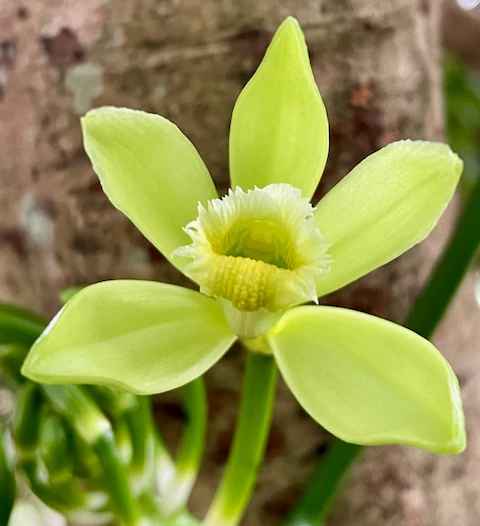 Vanilla Planifolia / Vanília orchidea
