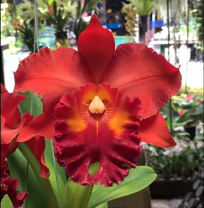 Cattleya 