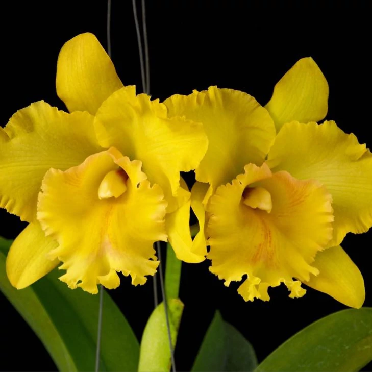 Cattleya 