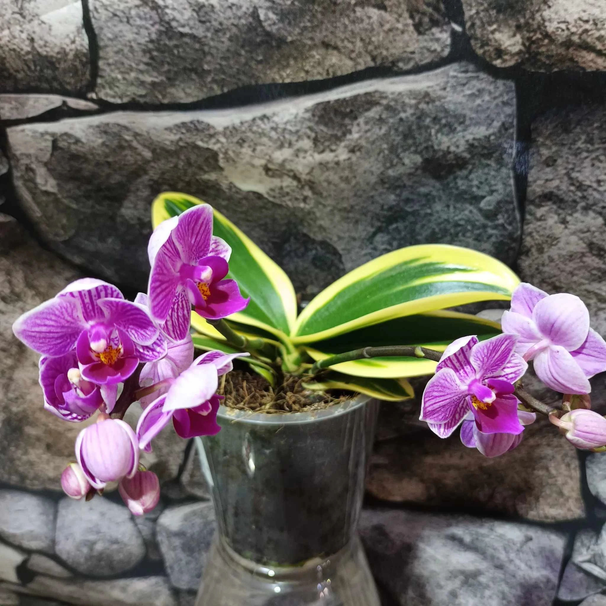 Phalaenopsis Sogo Vivien variegata