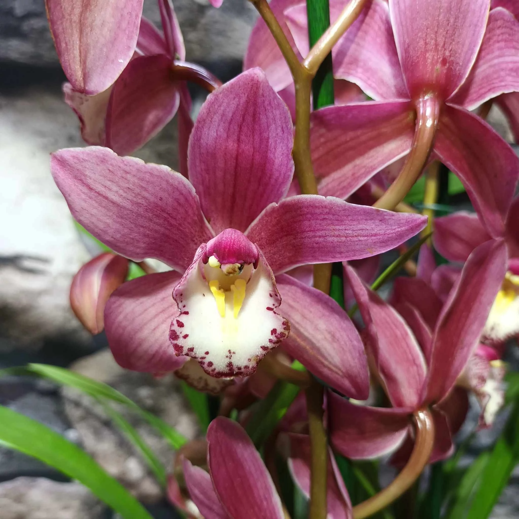 Cymbidium mályva (2 virágszálas, levirágzóban)
