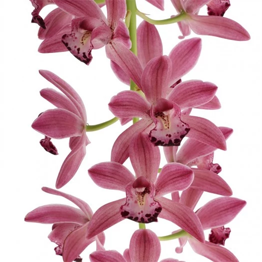 Cymbidium Anisa