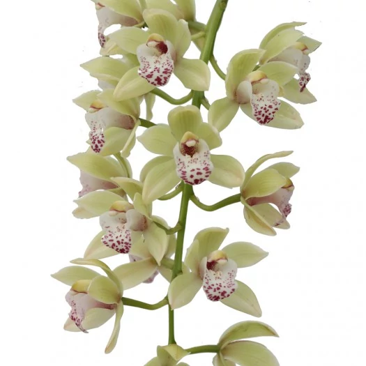 Cymbidium Harwin