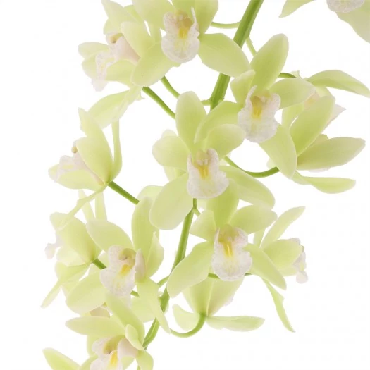 Cymbidium Jennifer, 2-3 virágszál