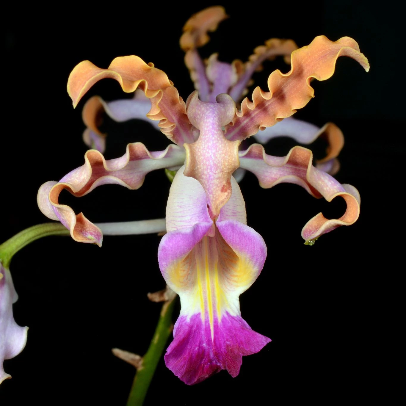 Schomburgkia thomsoniana