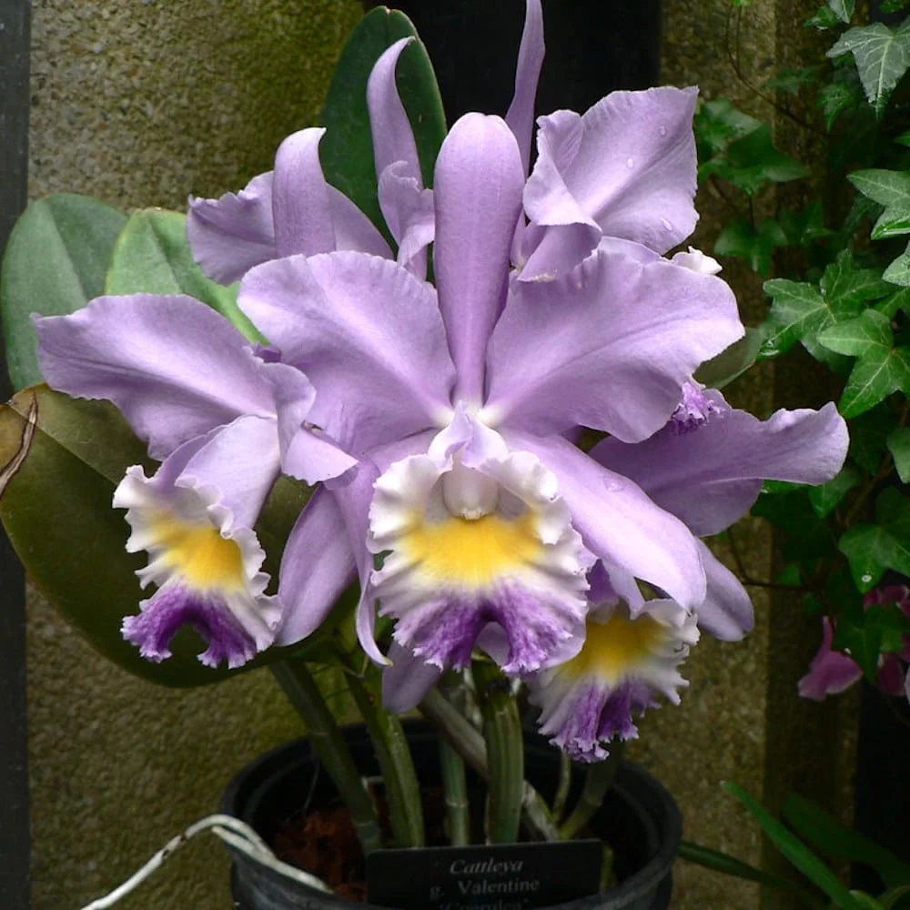 Cattleya Valentine 'Billy's Blue' HCC/AOS